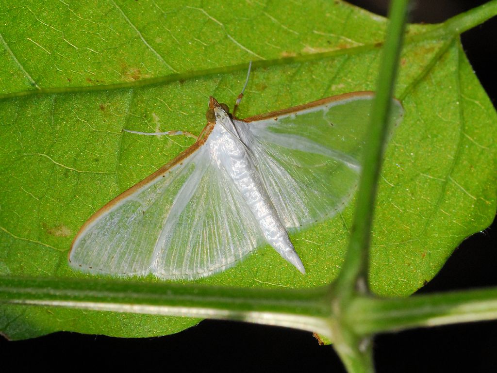 Una farfalletta bianca sotto una foglia: Palpita vitrealis  - Crambidae